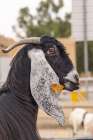 Saudi Arabia, Al-Qassim, Buraydah. A goat at the Al Qassim livestock market. Art Print